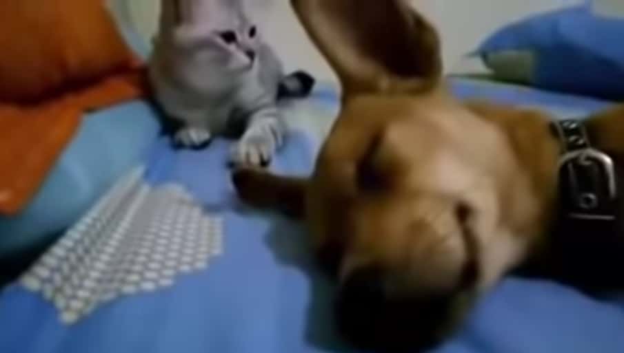 Gato e cão (Foto: reprodução)