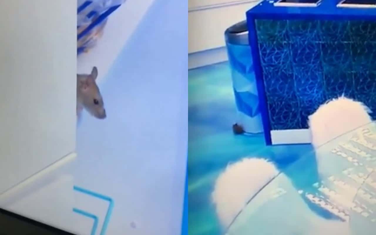 BBB20: Rato volta a aparecer e assombra programa (Foto: reprodução/Globoplay)