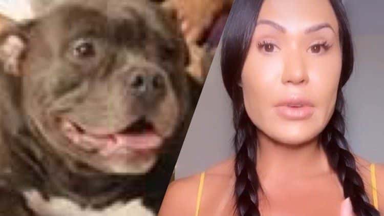 Gracyanne Barbosa cria crise de ciúmes entre seus cachorros, Kira e Bela(Imagem: Instagram)
