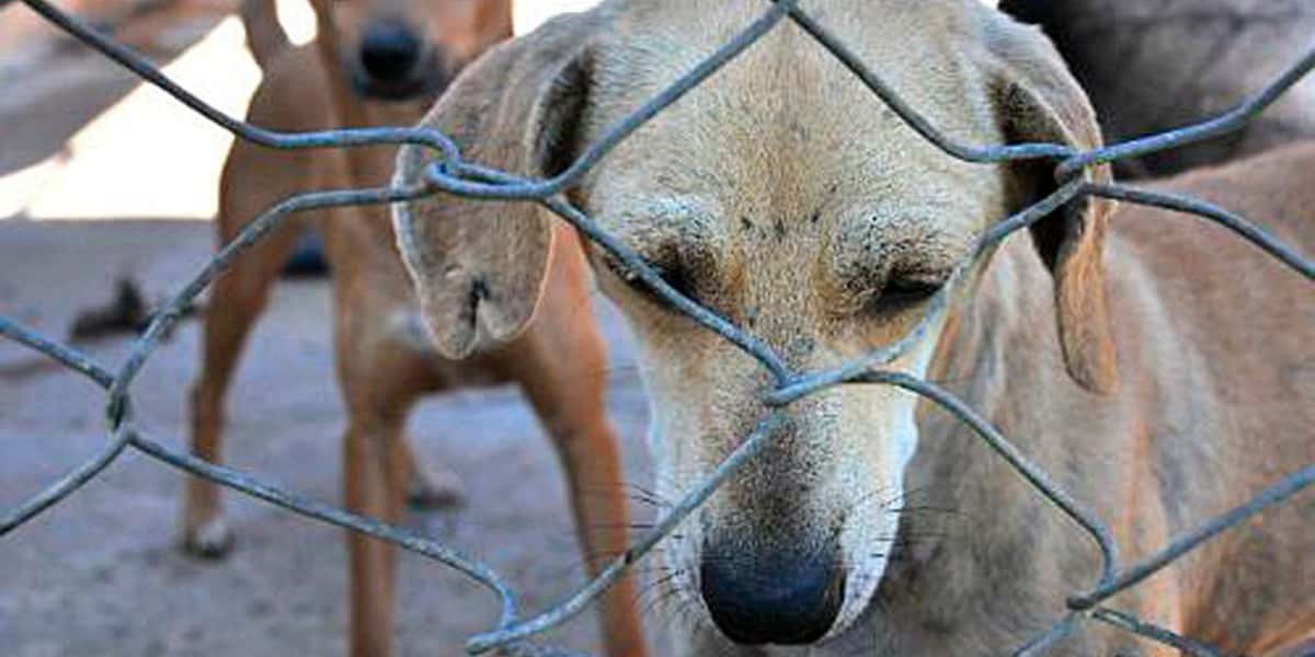 Locutor de rádio afirma maltratar cachorros (Foto: Reprodução/Senado)