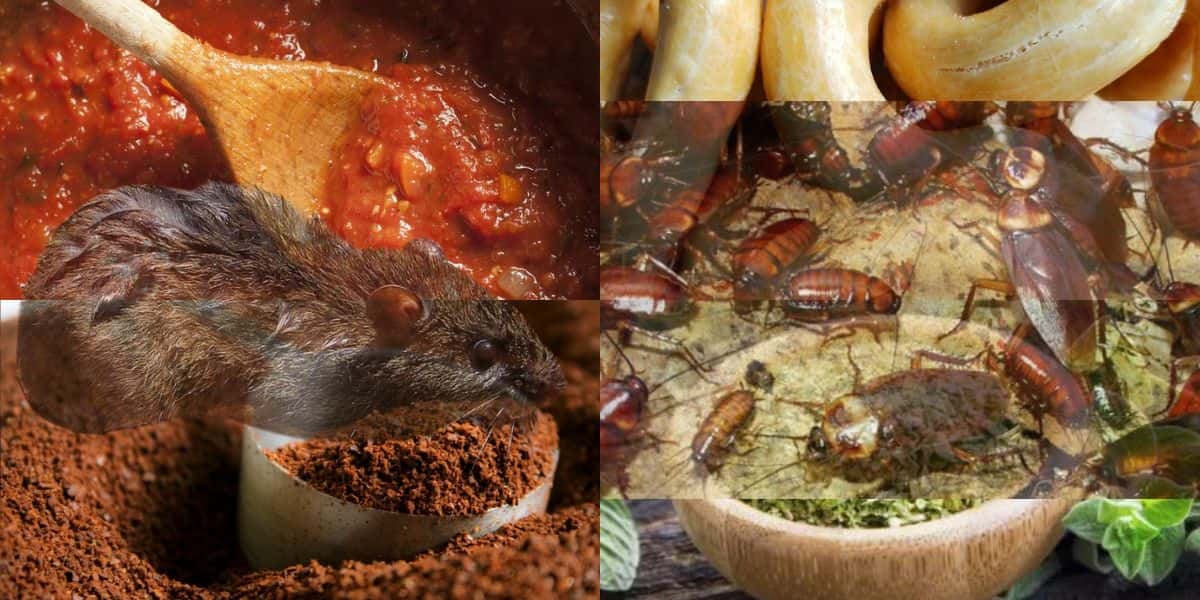 Produtos da sua casa com coco de rato e barata (Reprodução: Montagem TV Foco)