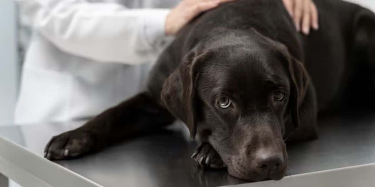 Cachorro em veterinário (Foto: Reprodução / Freepik)