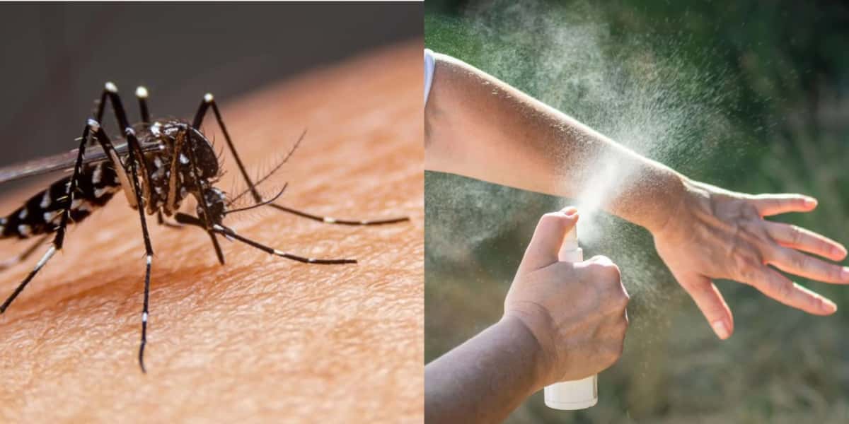 Truques para se livrar da picada da dengue e mosquitos (Foto: Reprodução/ Internet)