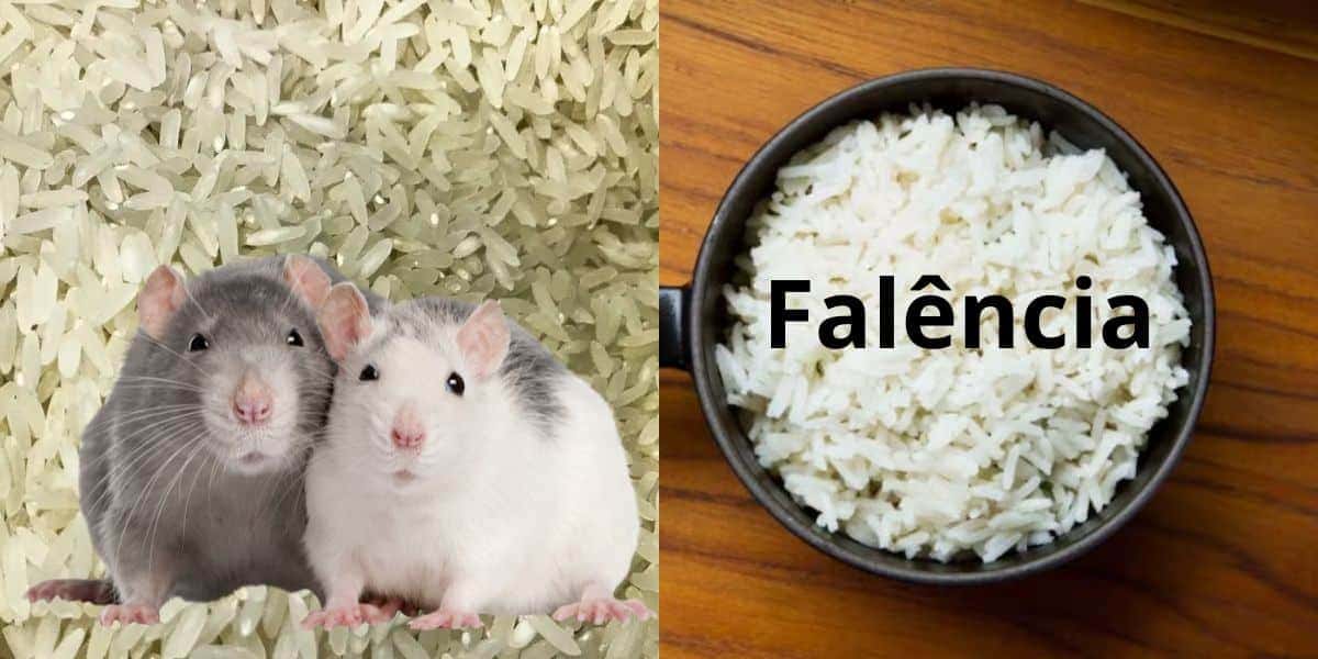 Marcas de arroz com presença de ratos e falência (Reprodução: Montagem TV Foco)