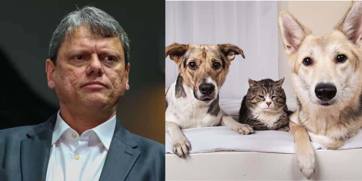 Tarcísio de Freitas, cães e gato (Fotos: Reproduções / Secom/GESP / Canva)