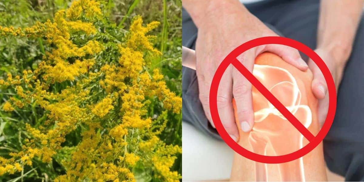 Planta natural para combater dores nas articulações e hemorroidas (Reprodução: Montagem TV Foco)