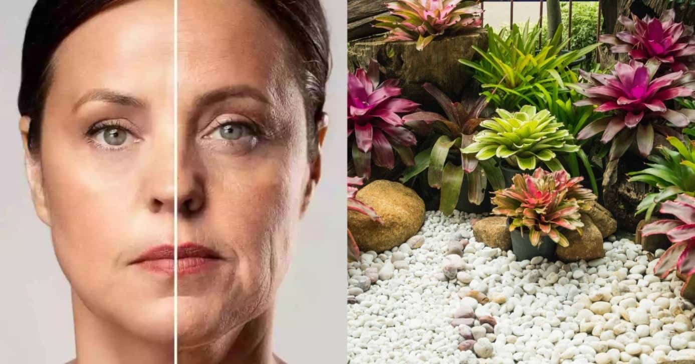 Planta mágica paralisa a flacidez e traz pele de porcelana às 45+ - Foto: Montagem