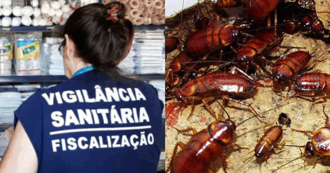 Vigilância Sanitária - Baratas (Foto: Divulgação)
