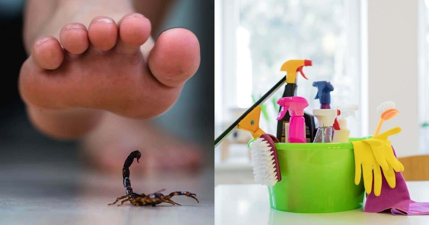 Veja como se livrar dos escorpiões (Foto: Divulgação)