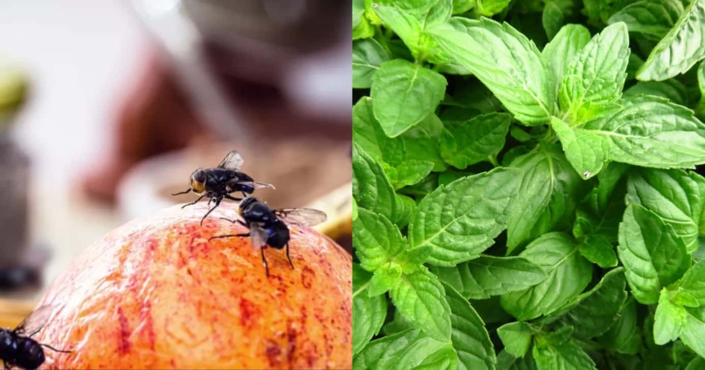 Planta para você ter na janela da cozinha afasta elas para sempre - Foto: Montagem