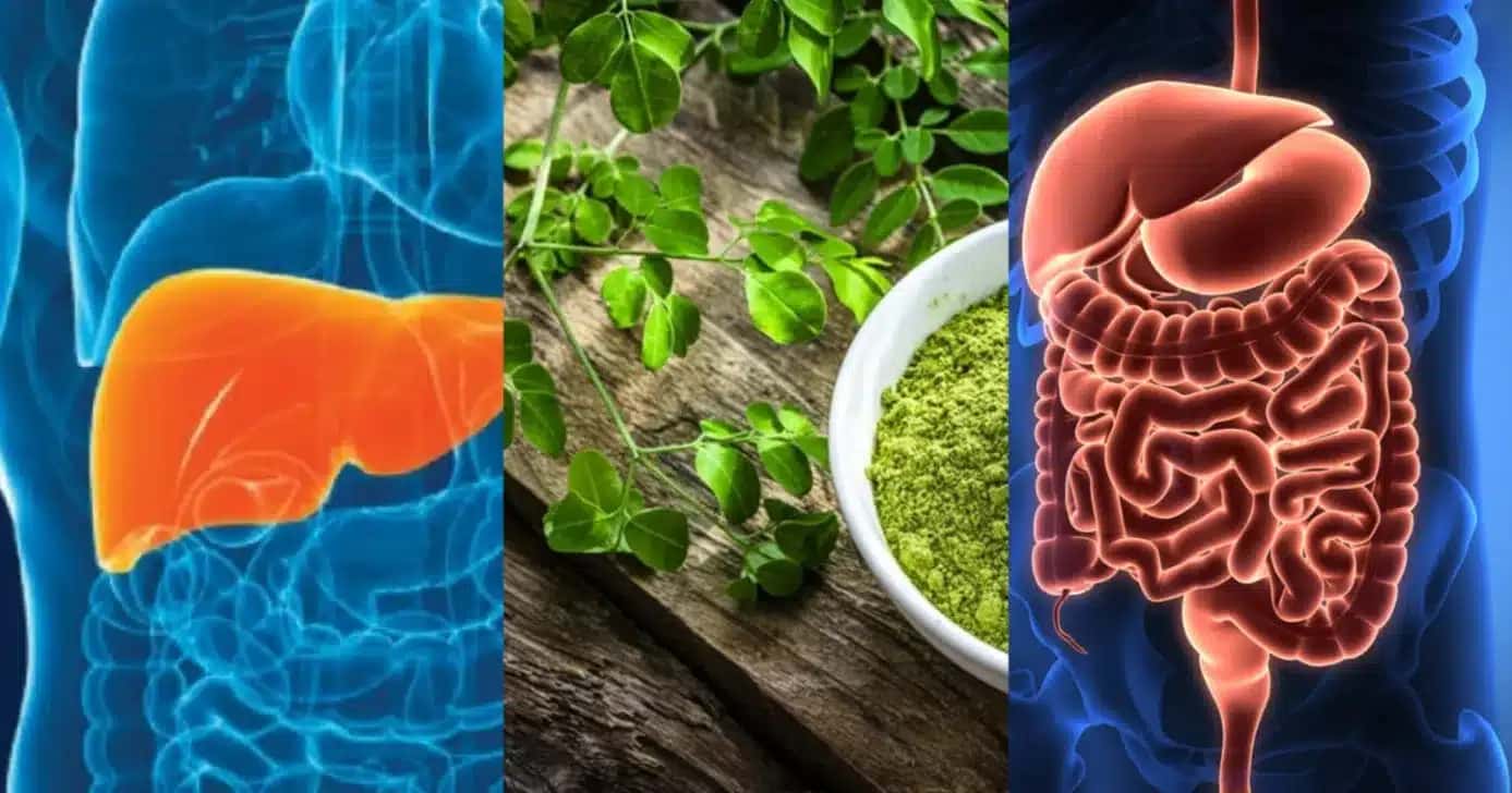 A planta que limpa a gordura do fígado e regula o intestino (Foto: Reprodução/ Internet)