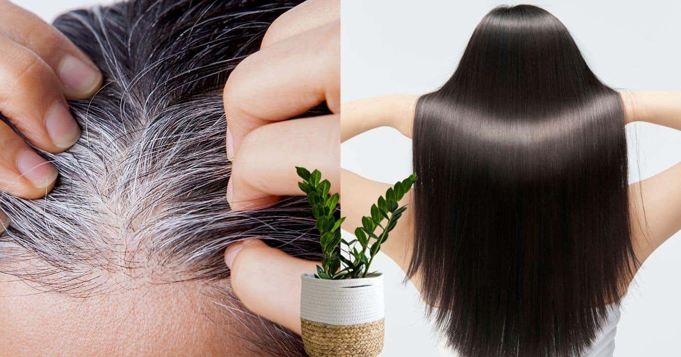 Cabelo branco, fios pretos e planta (Fotos: Canva)