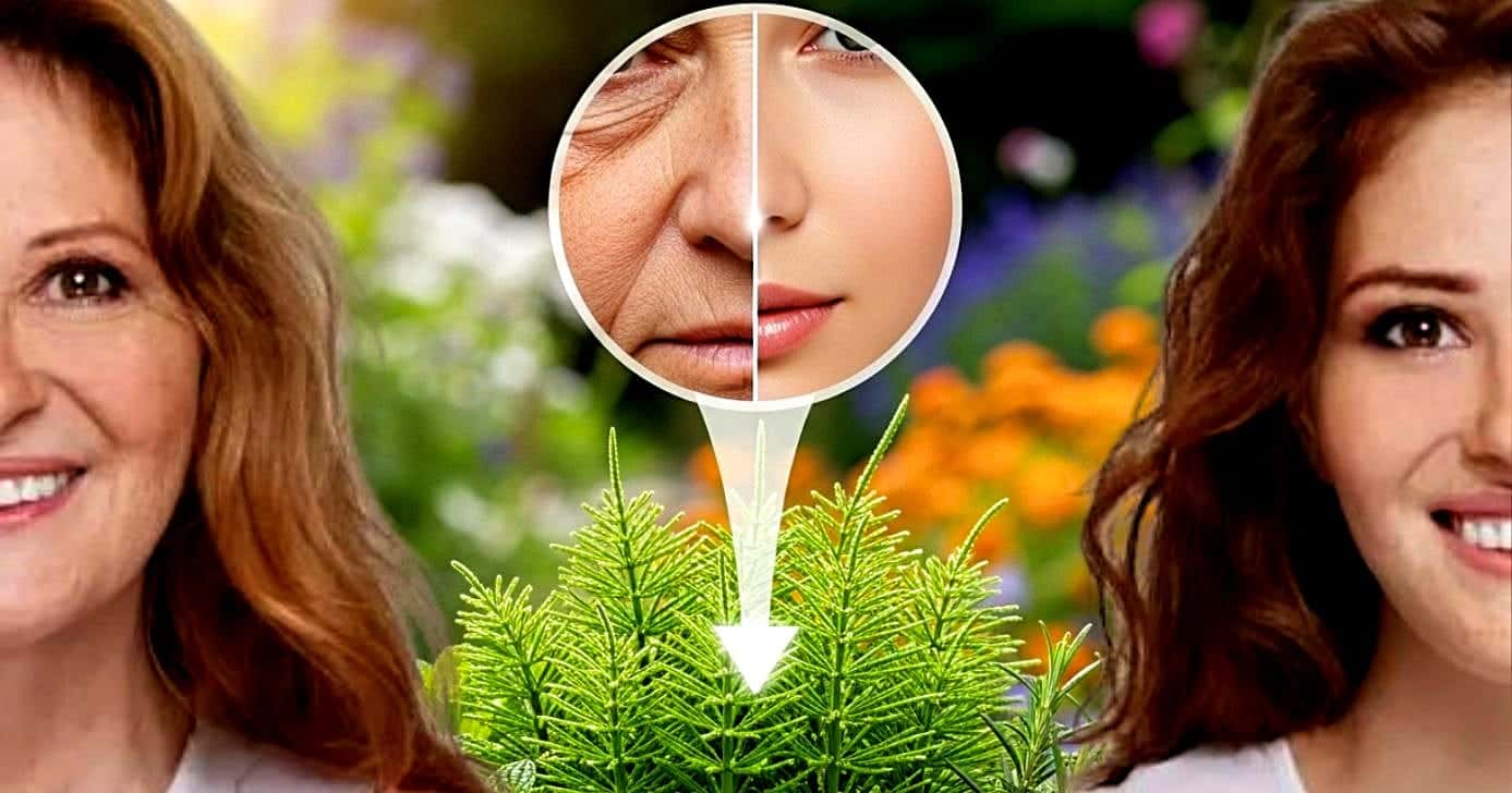 Planta ativa o colágeno e traz uma série de benefícios para a pele (Foto Reprodução/Montagem/Lennita/Tv Foco/Canva)