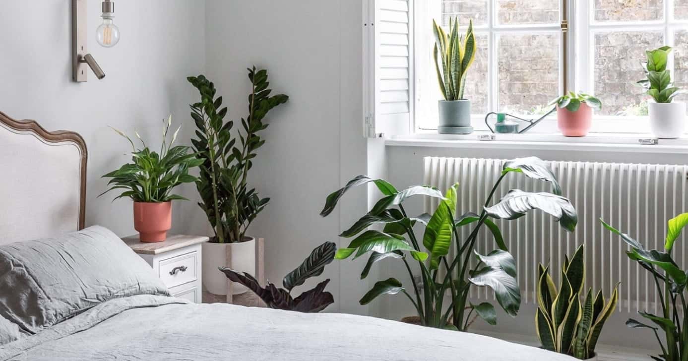 Tchau, insônia 5 plantas para ter no quarto e dormir (Foto: Reprodução/Internet)