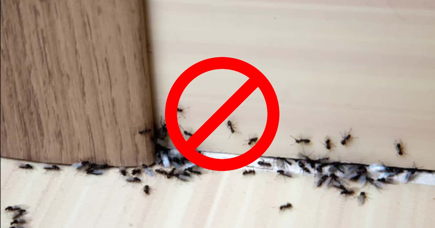Como acabar com as formigas (Foto: Reprodução)