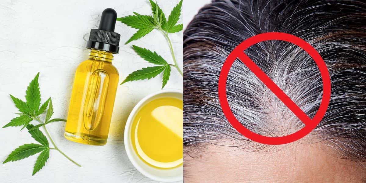 Óleo natural ajuda a reduzir o cabelo branco (Reprodução: Montagem TV Foco)