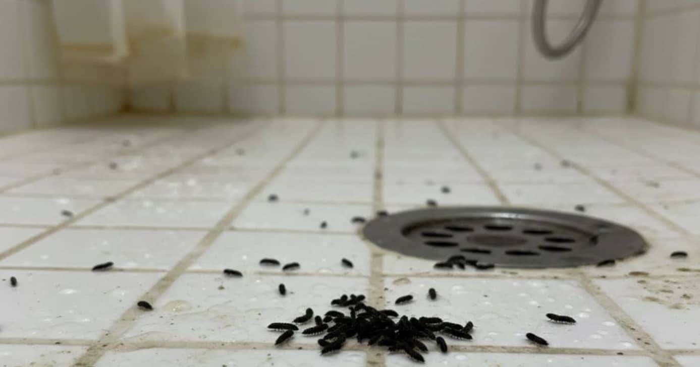 Banheiro livre de insetos (Foto: Reprodução)
