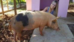 Imagem do post