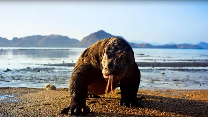 (Foto: David Attenborough/Divulgação/BBC)