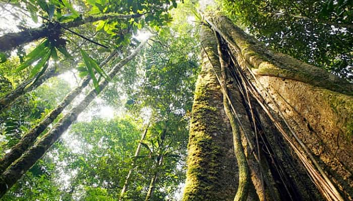 Floresta Amazônica servirá de cenário para nova série da Netflix na Colômbia. (Foto: Divulgação)