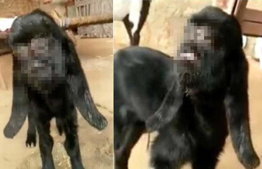 'Cabra humana' (Foto: Divulgação)
