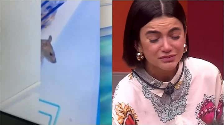 Invasão de rato na cozinha do BBB20 ganhou repercussão. (Foto: Montagem/Reprodução)