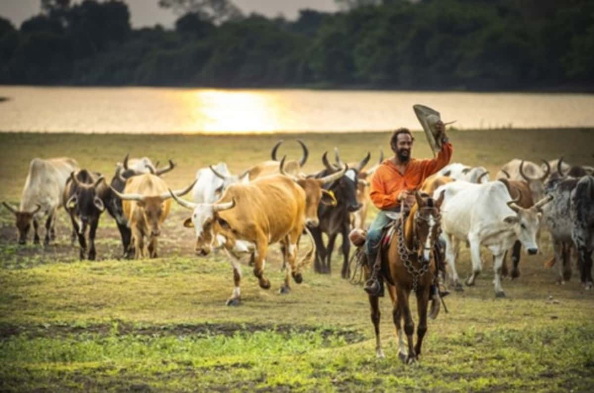 'Pantanal' bate recorde publicitário na Globo (Foto: Reprodução / Globo)