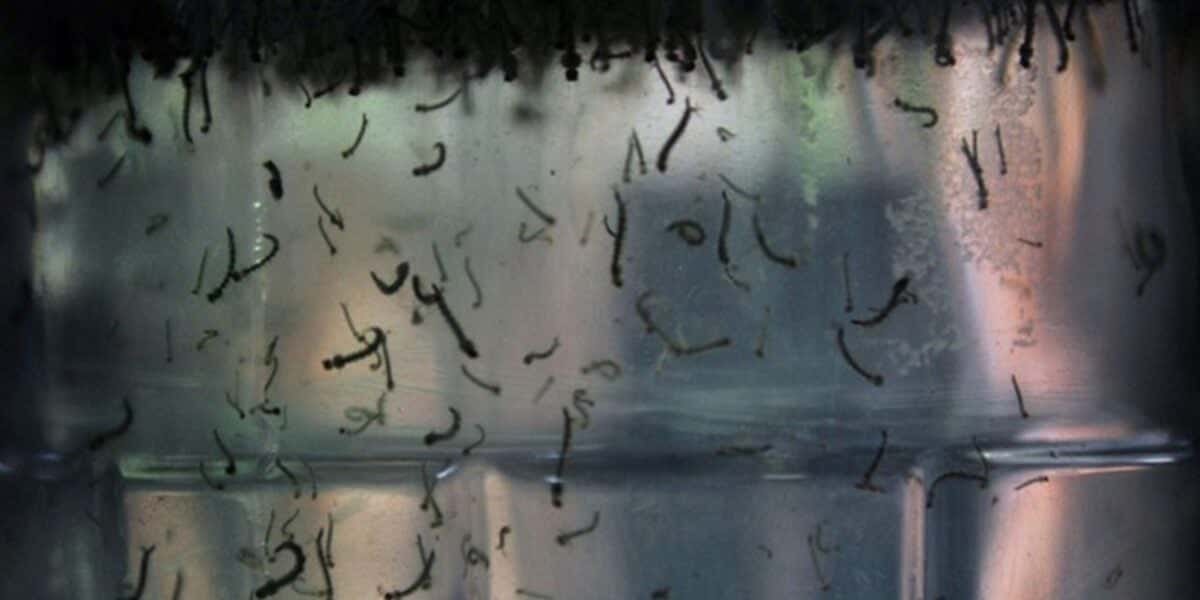 Larvas de Mosquito-da-Dengue (Aedes aegypti) (Foto: TV Foco)