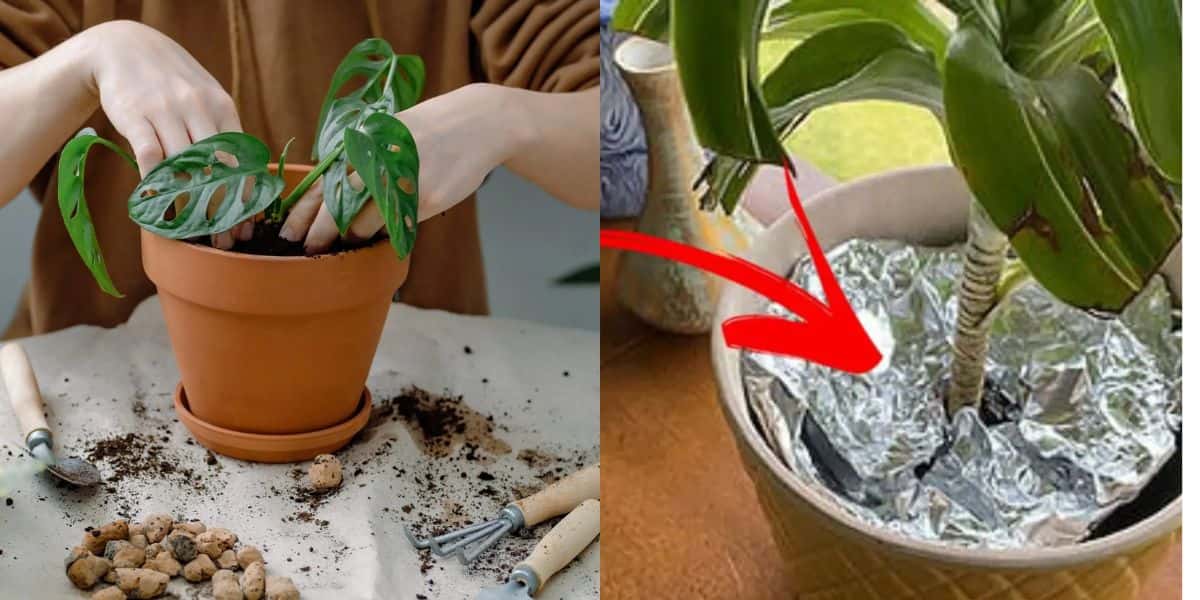 https://statics.otvfoco.com.br/2023/10/Donas-de-casa-estao-colocando-papel-aluminio-em-volta-das-plantas-Montagem-TVFOCO.jpg