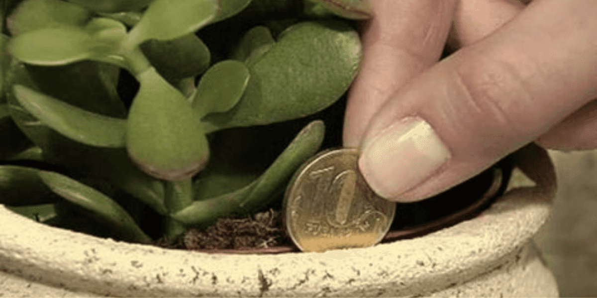 Plantas que podem atrair dinheiro (Reprodução/Internet)