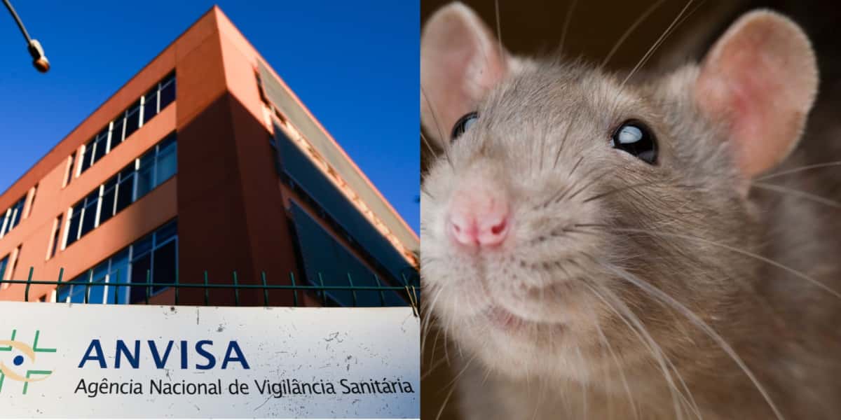 Anvisa - Rato (Foto: Reprodução/ Internet)