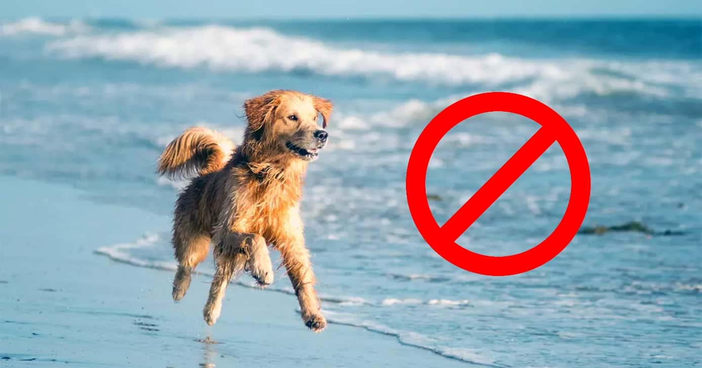 Decreto crava proibição sobre pets na praia (Foto: Divulgação)