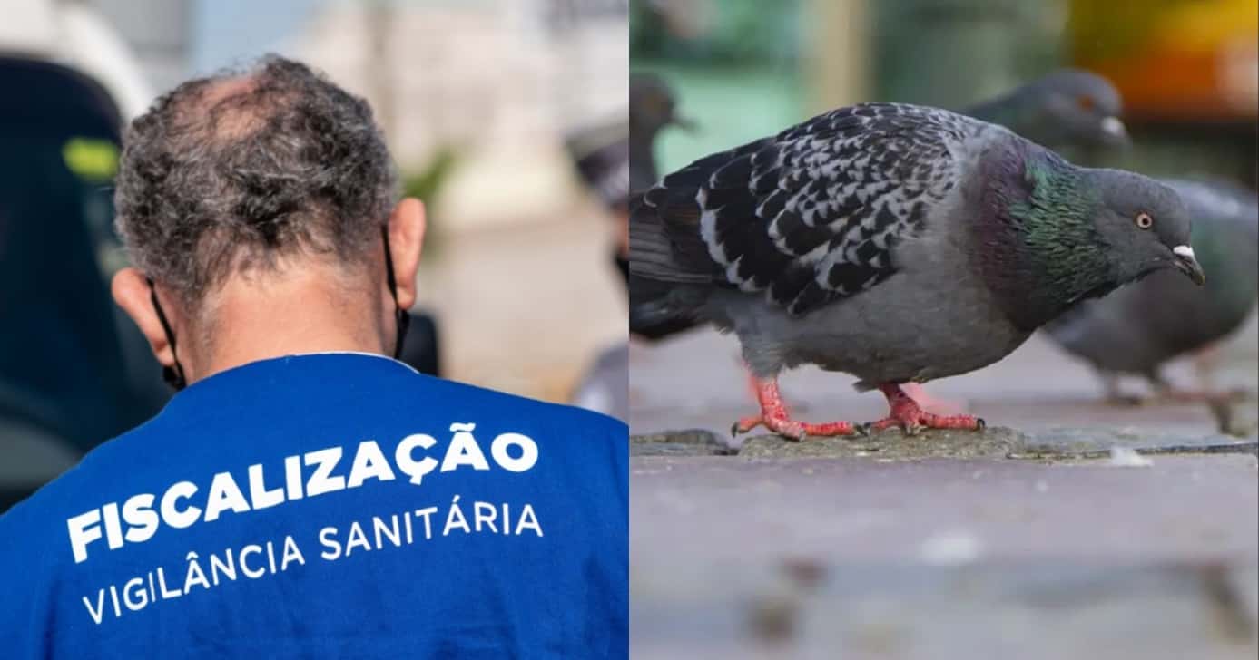 Denúncia de carne de pombo traz interdição da Vigilância Sanitária (Foto: Reprodução/ Internet)