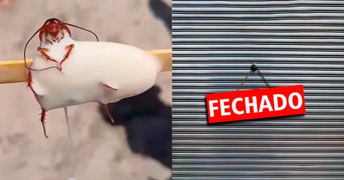 Fábrica fechada - Barata no picolé (Foto: Reprodução)