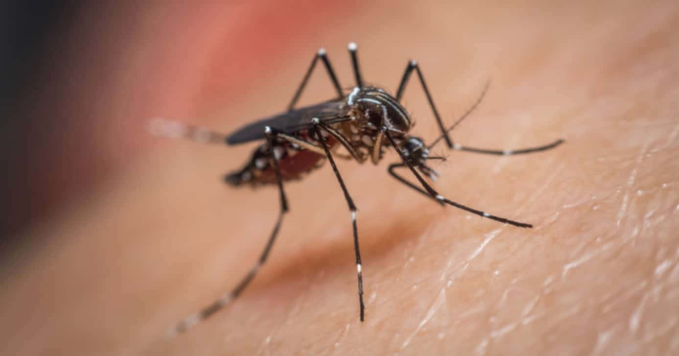 4 truques caseiros infalíveis para afastar os mosquitos da dengue (Foto: Reprodução/ Internet)