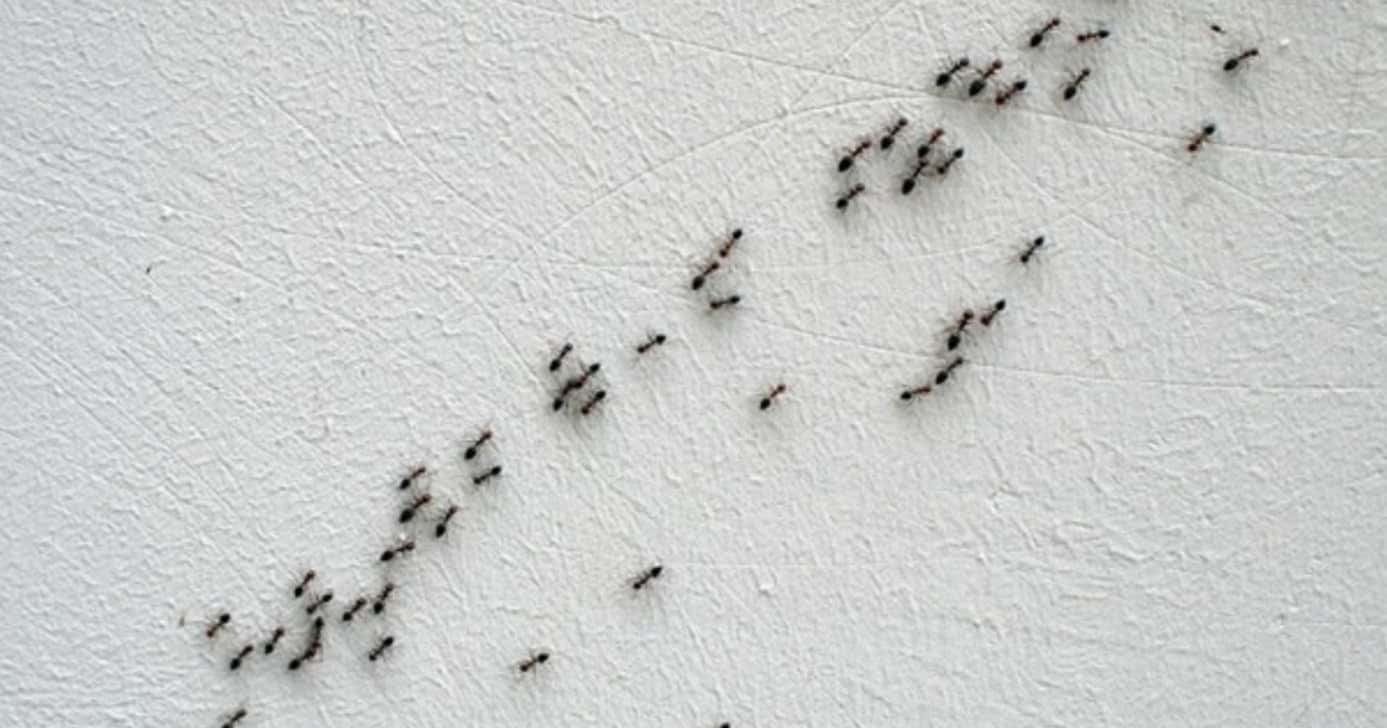 Método mais eficiente para acabar com as formigas em casa (Foto: Reprodução/ Internet)