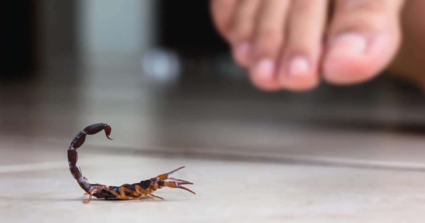 Escorpiões se tornaram um grande terror (Foto: Reprodução/ Internet)