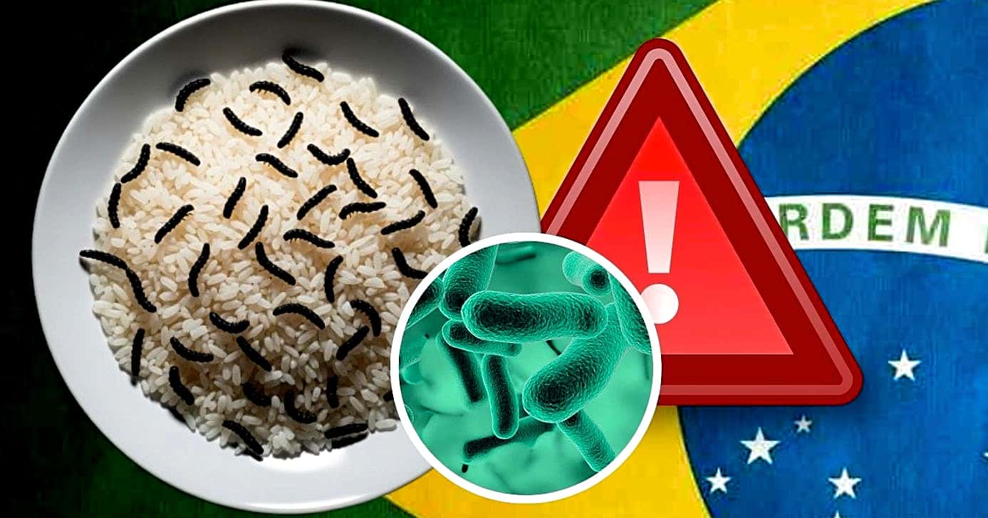 Larvas negras no arroz levanta alerta de contaminação em denúncia (Foto Reprodução/Montagem/Lennita/TV Foco/Canva)