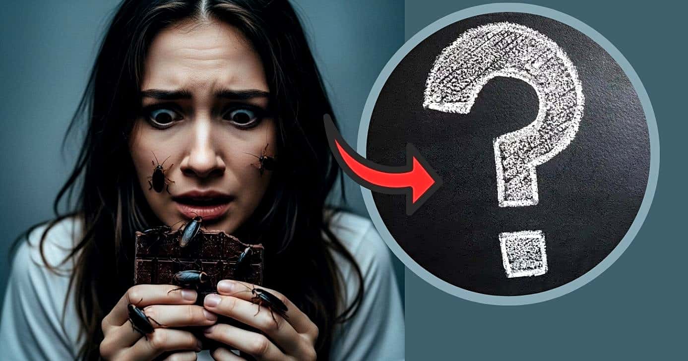 Baratas podem estar presentes em produtos como chocolate e essa é a verdade (Foto Reprodução/Montagem/Lennita/Canva/GMN)