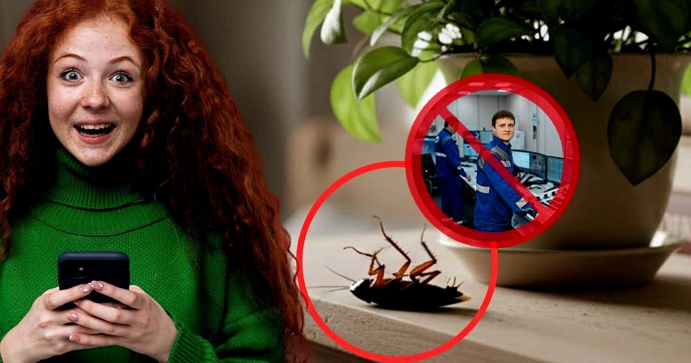 Planta popular elimina baratas em quartos e ambientes fechados (Foto Reprodução/Montagem/Lennita/Tv Foco/Canva/GMN)