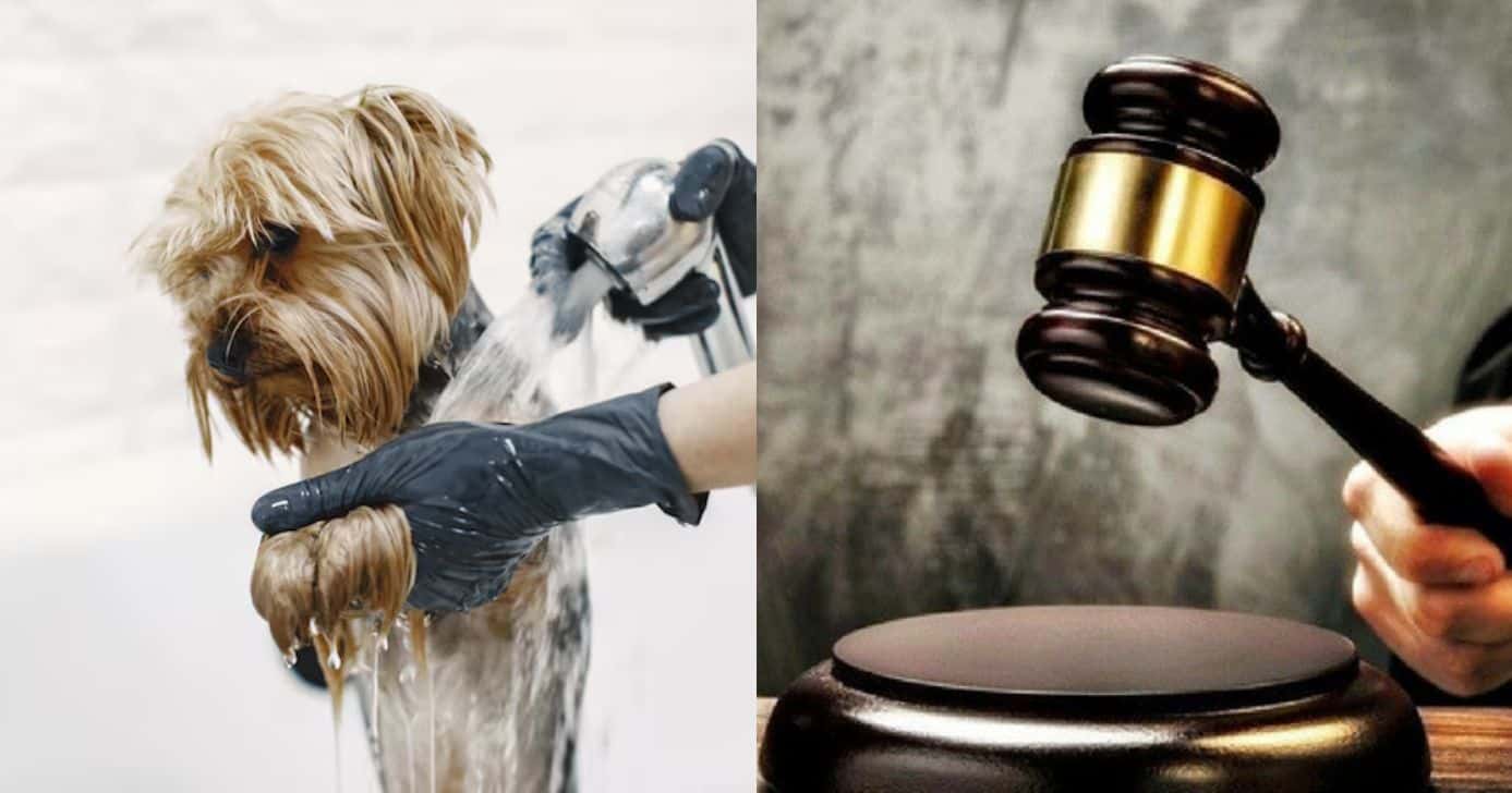 Lei estadual atinge os pet shops (Foto: Reprodução/ Freepik)