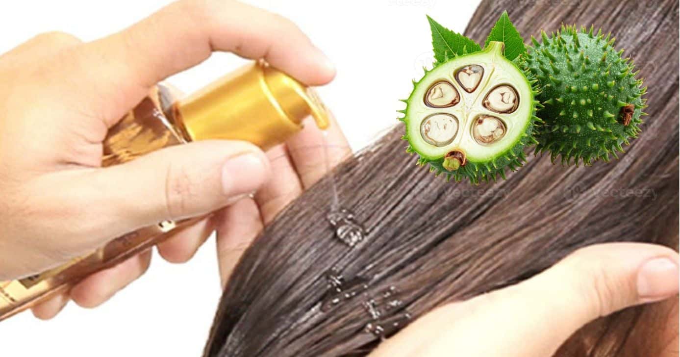 Como usar óleo natural para acelerar o crescimento do cabelo e acabar de vez com o frizz (Foto Reprodução/Montagem/TV Foco/Canva/Paola)