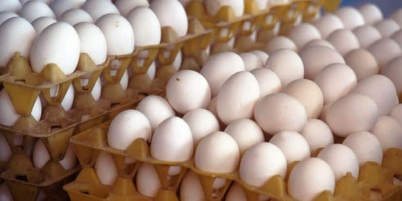 Carrefour, Assaí Carrefour, Assaí
