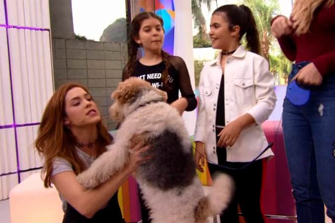 Produção da Globo negou que o cachorro fosse anestesiado; revelação aconteceu no Vídeo Show (Foto: Reprodução) Produção da Globo negou que o cachorro fosse anestesiado; revelação aconteceu no Vídeo Show (Foto: Reprodução)