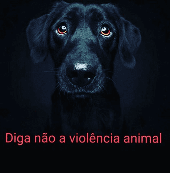 Fabíola Reipert pede pelo fim da violência contra os animais. (Foto: Reprodução) Fabíola Reipert pede pelo fim da violência contra os animais. (Foto: Reprodução)