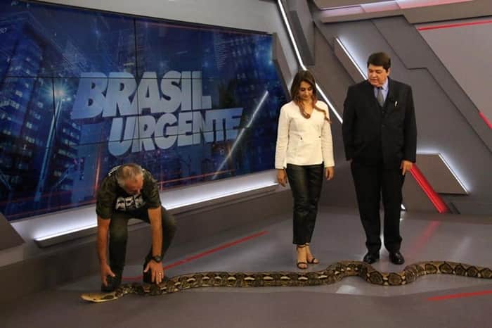 Catia Fonseca leva cobra ao programa de Datena (Foto: TV Foco) Catia Fonseca leva cobra ao programa de Datena (Foto: TV Foco)