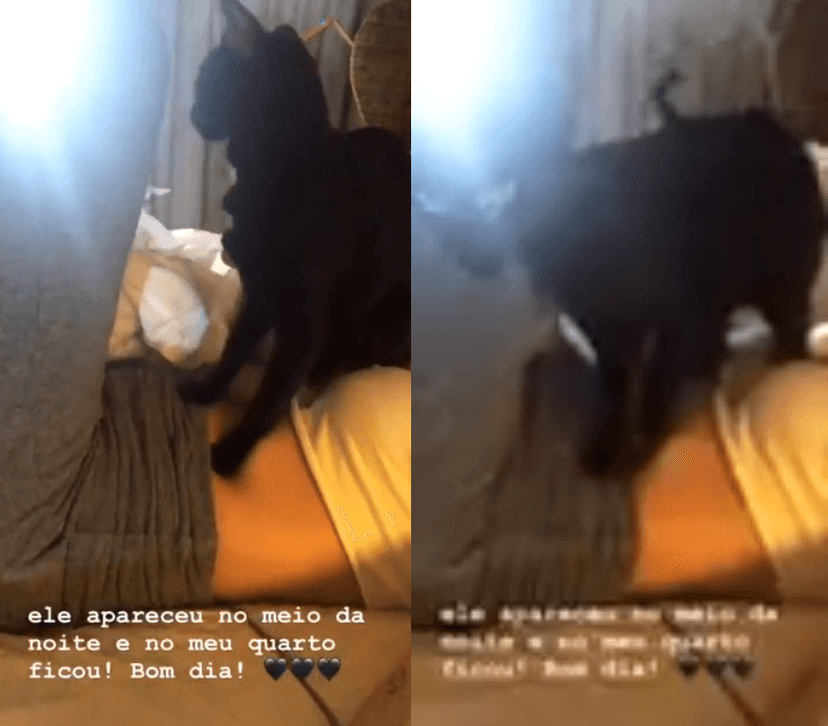 Giovanna Ewbank brinca com gato em Fernando de Noronha. Giovanna Ewbank brinca com gato em Fernando de Noronha.