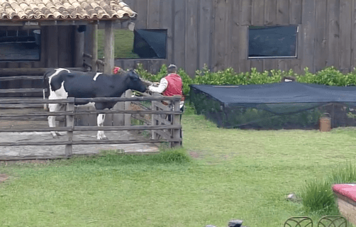 Evandro e a vaca em A Fazenda (Foto: PlayPlus/ Record) Evandro e a vaca em A Fazenda (Foto: PlayPlus/ Record)