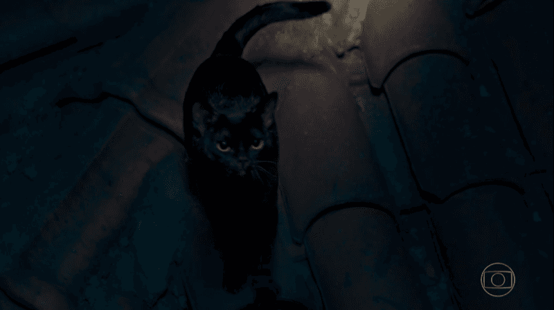 O gato León em O Sétimo Guardião (Foto: Reprodução/Globo) O gato León em O Sétimo Guardião (Foto: Reprodução/Globo)