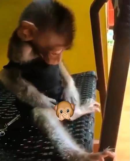 Imagem reprodução do vídeo do Macaquinho compartilhado pelo padre - Instagram Imagem reprodução do vídeo do Macaquinho compartilhado pelo padre - Instagram